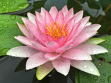 荷花5.jpg